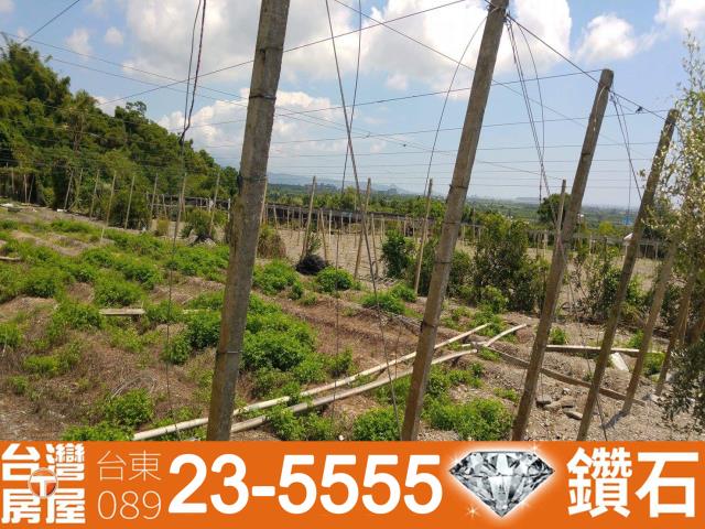 台東農地-11